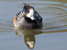 Chiloe Wigeon (WWT Slimbridge March 2012) - pic by Nigel Key